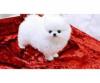 Puppies for sale Cyprus, Limassol Pomeranian Spitz
