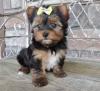 Dogs free United Kingdom, Belfast Yorkshire Terrier