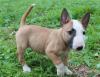 Puppies for sale France, Paris Bull Terrier