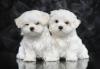Puppies for sale Hungary, Budapest Maltese