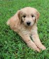 Puppies for sale Germany, Berlin , Goldendoodle