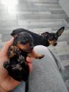 Puppies for sale Poland, Warsaw Miniature Pinscher