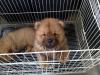 Puppies for sale Estonia, Tallinn Chow Chow
