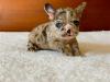 Puppies for sale Germany, Zwickau French Bulldog