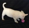 Puppies for sale Belgium, Brussels Bull Terrier