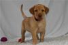 Puppies for sale Belgium, Brussels Labrador