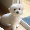Puppies for sale Cyprus, Nicosia Maltese