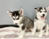 Puppies for sale Belgium, Brussels , Siberian Husky