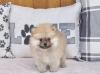 Puppies for sale Belgium, Brussels Pomeranian Spitz