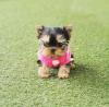 Puppies for sale Romania, Alexandria Yorkshire Terrier