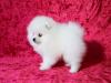 Puppies for sale Cyprus, Nicosia Pomeranian Spitz