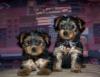Puppies for sale Belgium, Bruges Yorkshire Terrier