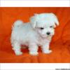 Puppies for sale Spain, Barcelona Maltese