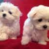 Puppies for sale Hungary, Budapest Maltese