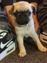 Puppies for sale Belgium, Brussels Pug