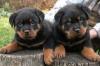 Puppies for sale Finland, Lapperanta Rottweiler