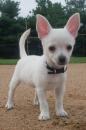 Puppies for sale Netherlands, Eindhoven Chihuahua