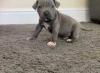 Puppies for sale Greece, Heraklion Staffordshire Bull Terrier