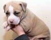 Puppies for sale Spain, Seville American Pit-Bull Terrier