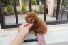Puppies for sale Luxembourg, Luxembourg Toy-poodle