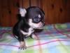 Puppies for sale Belgium, Brussels Chihuahua