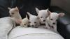 Puppies for sale Cyprus, Nicosia Chihuahua