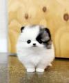 Puppies for sale Germany, Dortmund Pomeranian Spitz
