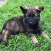 Puppies for sale Greece, Heraklion German Shepherd Dog