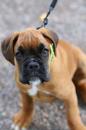 Puppies for sale Germany, Dresden Boxer