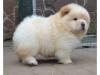 Puppies for sale Netherlands, Chow Chow