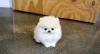 Puppies for sale Sweden, Vesteros Pomeranian Spitz