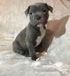 Puppies for sale Denmark, Kopenagen Staffordshire Bull Terrier