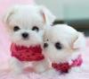 Puppies for sale Lithuania, Vilnius Maltese