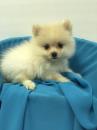 Puppies for sale Cyprus, Ayia Napa Pomeranian Spitz