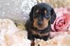 Puppies for sale Belgium, Bruges Dachshund