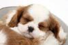 Puppies for sale Belgium, Brussels King Charles Spaniel