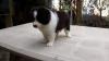 Puppies for sale Lithuania, Ukmerge Border Collie