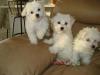 Puppies for sale Netherlands, Rotterdam Maltese