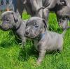 Puppies for sale Cyprus, Limassol Staffordshire Bull Terrier