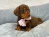 Puppies for sale Germany, Chemnitz Dachshund