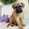 Puppies for sale Cyprus, Larnaca Bullmastiff