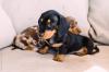 Puppies for sale Germany, Gelsenkirchen Dachshund