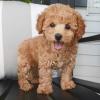 Puppies for sale Sweden, Norcheping Toy-poodle
