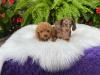 Puppies for sale Belgium, Brussels Toy-poodle