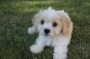 Puppies for sale Germany, Duisburg , Cavachon