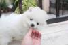 Puppies for sale Netherlands, Groningen Pomeranian Spitz