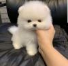 Puppies for sale Germany, Berlin Pomeranian Spitz