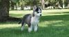 Puppies for sale United Kingdom, Colden Common , Siberian husky