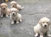 Puppies for sale Cyprus, Paphos Golden Retriever