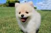Puppies for sale Belgium, Liege Pomeranian Spitz
